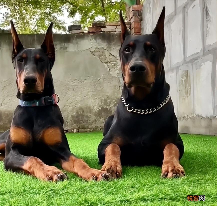 超好打理的短毛犬推荐 6种不掉毛又好养的狗狗