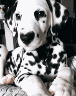 超好打理的短毛犬推荐 6种不掉毛又好养的狗狗