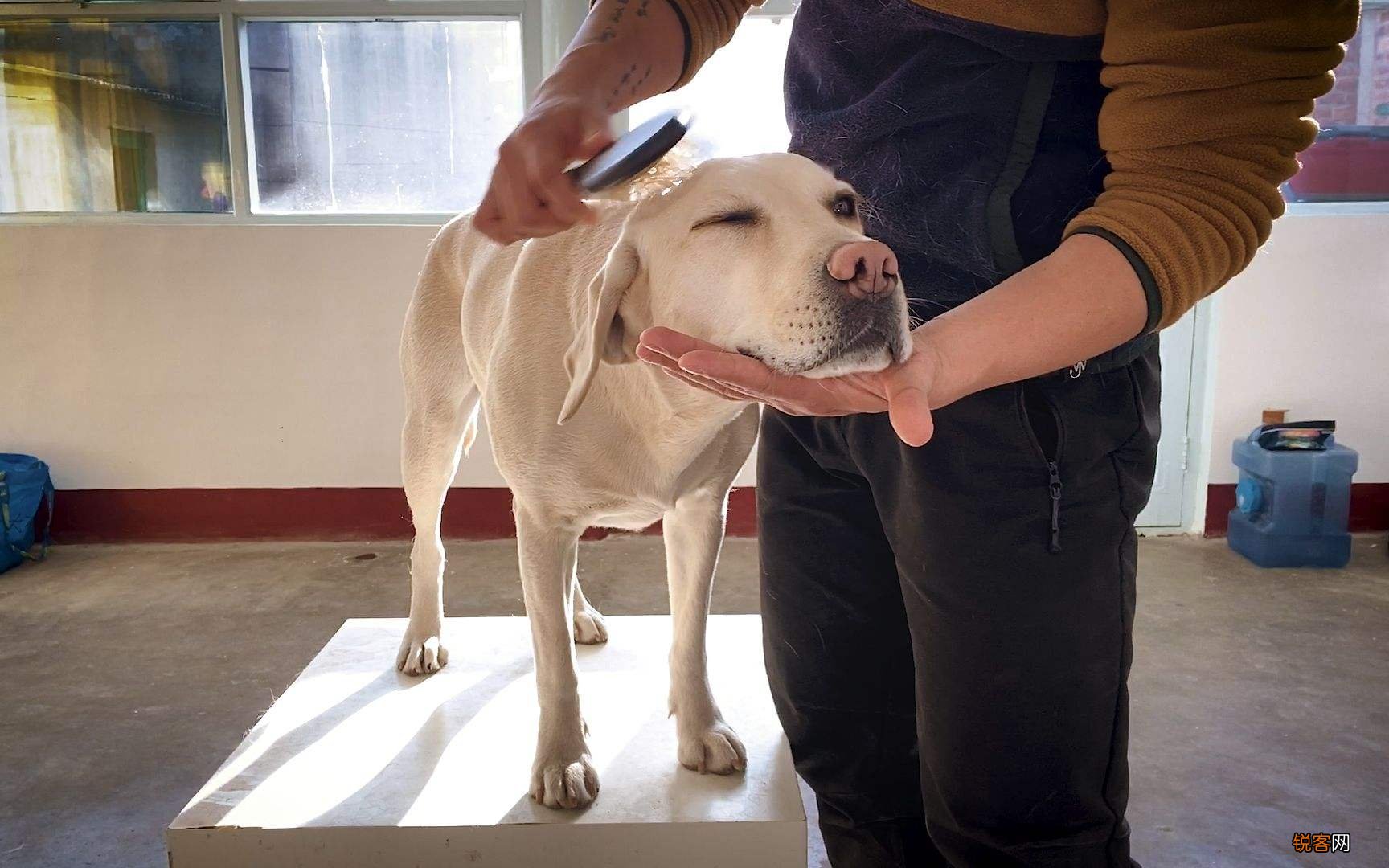 超好打理的短毛犬推荐 6种不掉毛又好养的狗狗