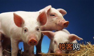 小猪的脚印像什么形状? 小猪的脚印像剪刀吗