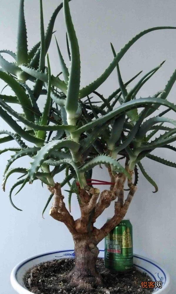 芦荟的功效与作用 一盆芦荟用处多多