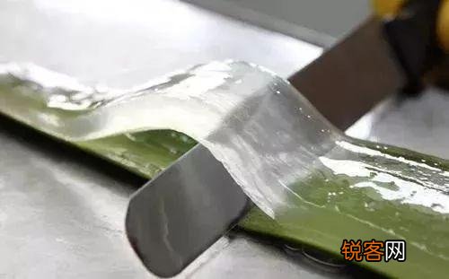 芦荟的功效与作用 一盆芦荟用处多多