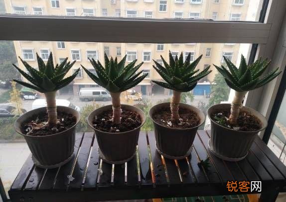 芦荟的功效与作用 一盆芦荟用处多多