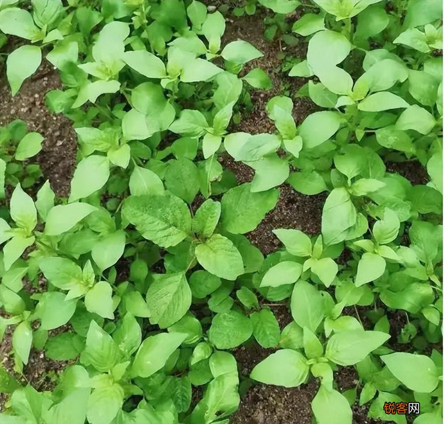 荆芥是一种什么植物 为什么荆芥只有河南人爱吃