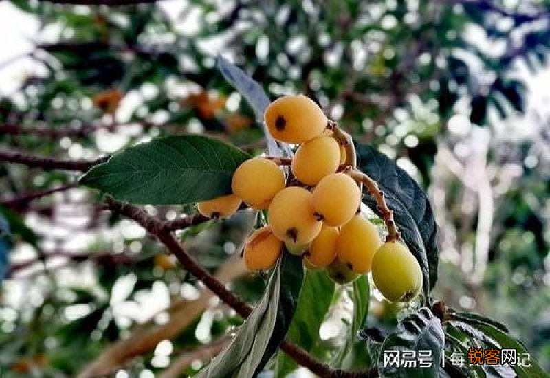 枇杷的营养成分有哪些 枇杷的作用有哪些