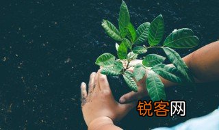 植树节的作文 植树节的作文范文
