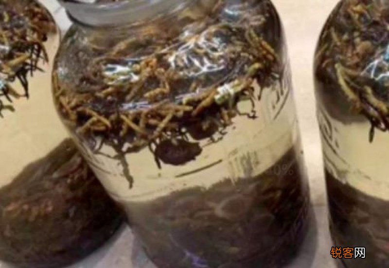 虫草泡酒搭配什么最好 一斤酒泡几根虫草