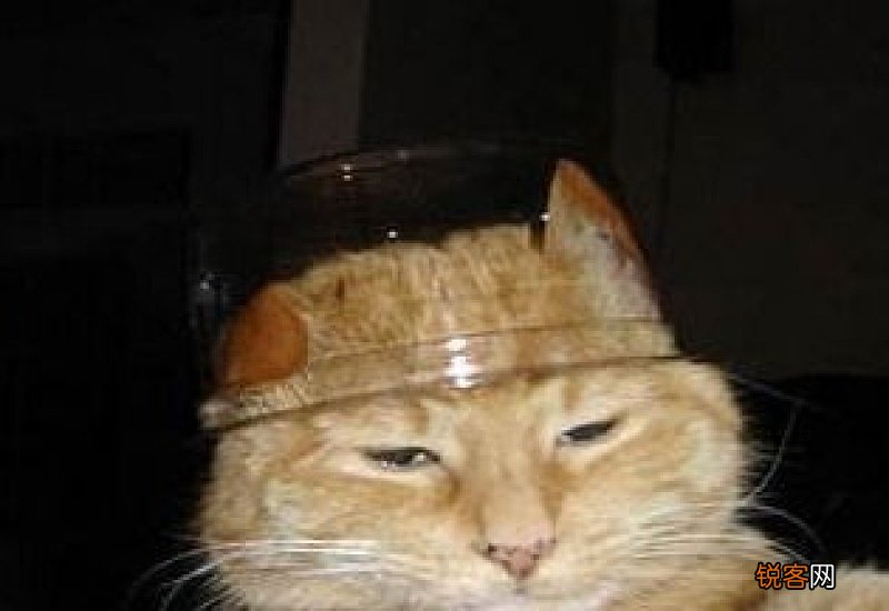 猫发完情后不吃东西怎么办