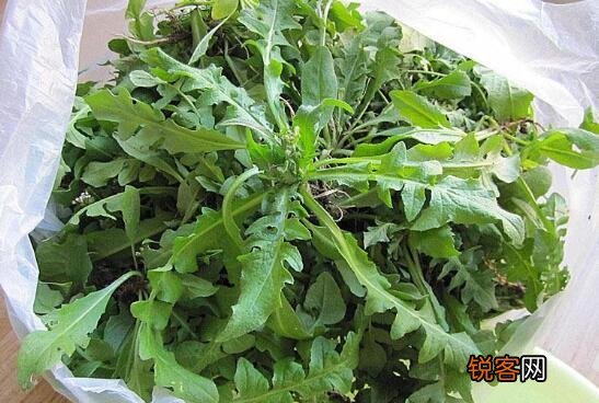 吃茼蒿的禁忌有什么 哪些人不能吃茼蒿