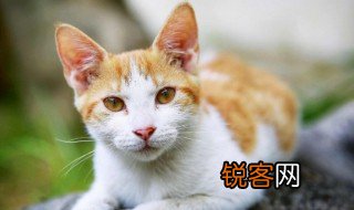 可爱的小猫用日语怎么说 猫用日语怎么说