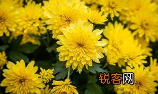 满城尽带黄金甲描写的是哪个季节 满城尽带黄金甲出自哪首诗