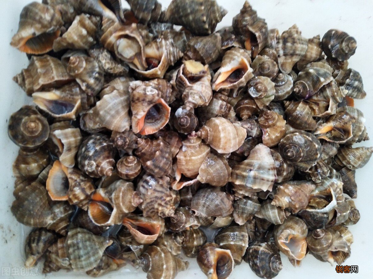 海螺煮多久多长时间最好吃 海螺煮多久能熟
