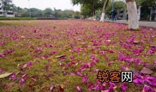一地落花的唯美句子 一地落花的唯美句子有哪些