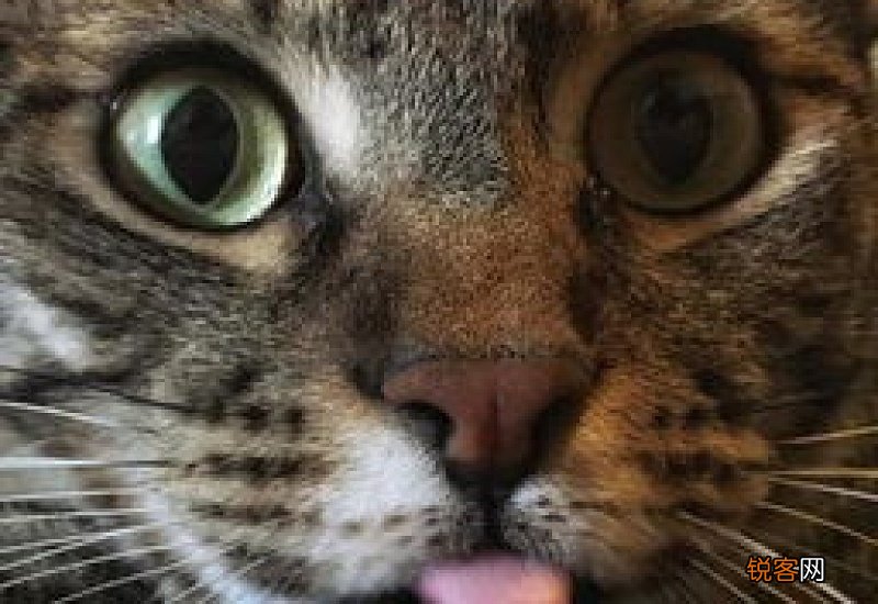猫为什么会像狗一样吐舌头喘气