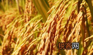 稻穗是指稻子的什么填空 稻穗是指稻子的什么