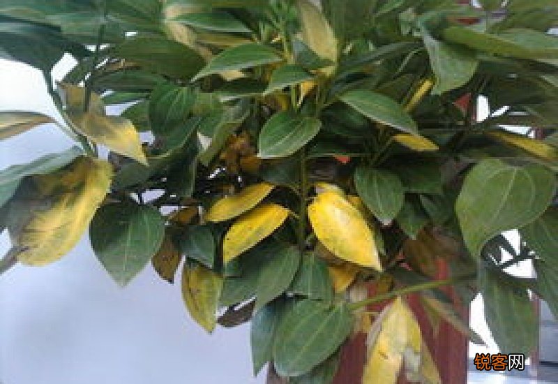 平安树叶子发黄掉落怎么挽救