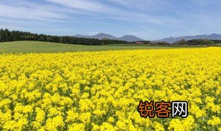 麦花雪白菜花稀的稀是什么意思 麦花雪白菜花稀的原文及译文