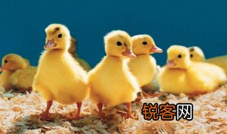 赶鸭子上架的意思是什么 赶鸭子上架指什么