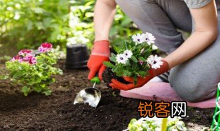 株距是什么意思 株距释义