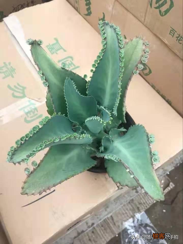 蕾丝公主的养殖方法 落地生根的养殖方法