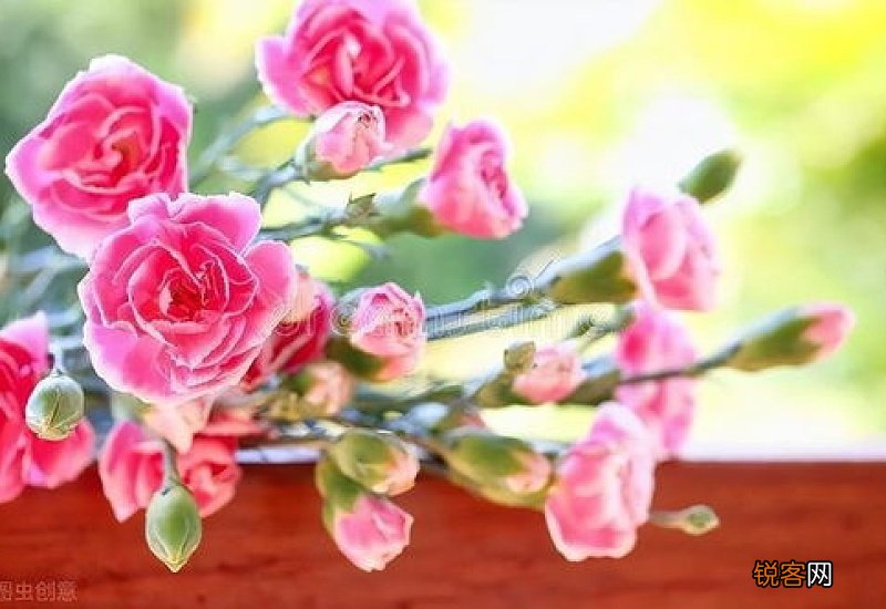 向日葵和康乃馨的花语分别是什么