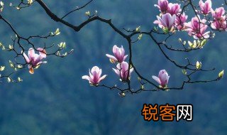 描写玉兰花的句子有哪些 描写玉兰花的佳句欣赏