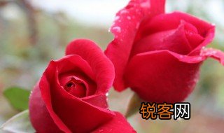 描写玫瑰花样子的句子有哪些 怎么描写玫瑰花样子