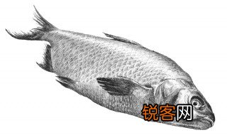 香鲤鱼与银鲫鱼有什么区别图片 香鲤鱼与银鲫鱼有什么区别