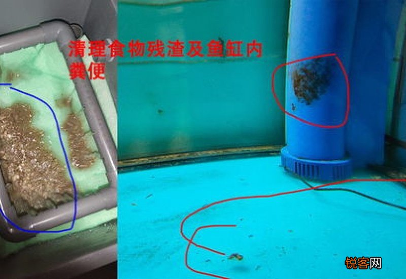 鱼缸水偏碱怎样处理?