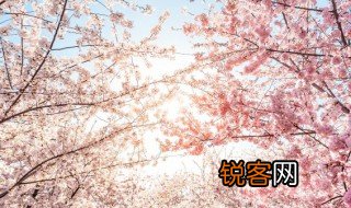描写樱花的诗句有哪些 描写樱花的诗句精选