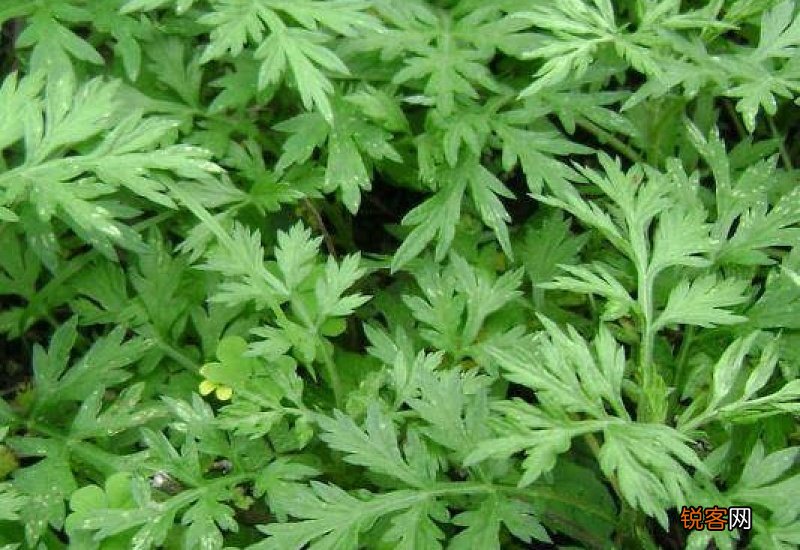 干艾草的功效与作用 干艾草的食用方式和注意事项