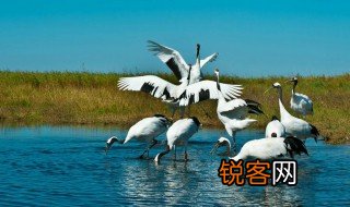 关于仙鹤的古诗有哪些 描写鹤的古诗有哪些