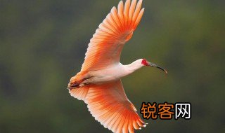 朱鹮怎么读 朱鹮读音
