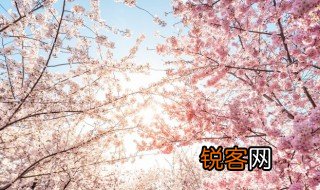 关于樱花的诗句有哪些 关于樱花的诗句精选