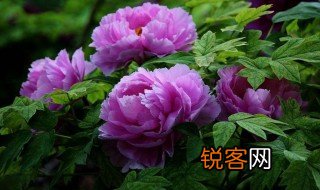 洛阳牡丹诗句经典 洛阳牡丹诗句经典三首