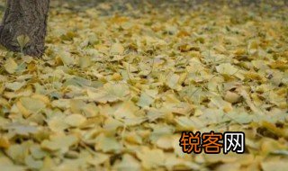 落叶归根的意思 落叶归根的意思是啥