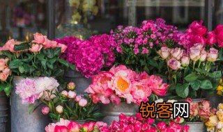 芳香是什么意思 芳香怎么解释