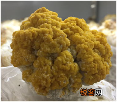 金耳的功效与作用 金耳功效及营养价值