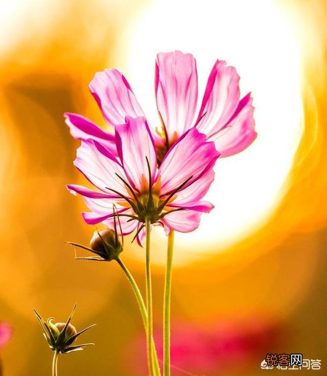 600到800元的显示器比较好的是哪款？