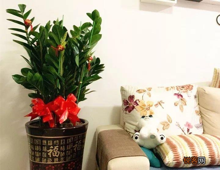 新房子养什么花吸甲醛 高端大气又好养