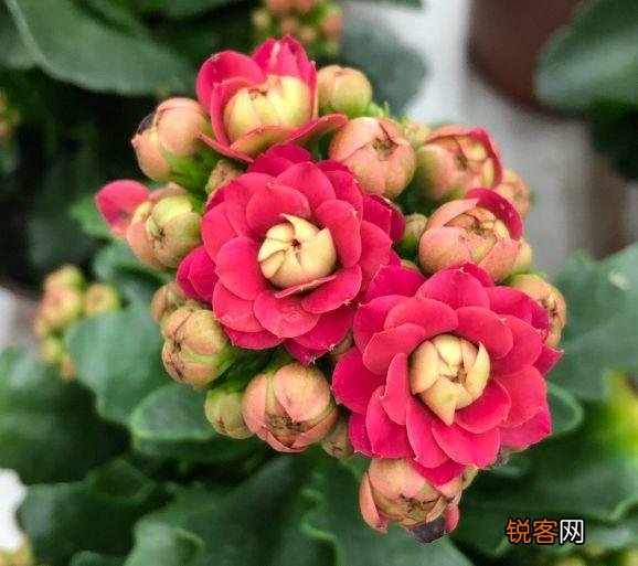新房子养什么花吸甲醛 高端大气又好养