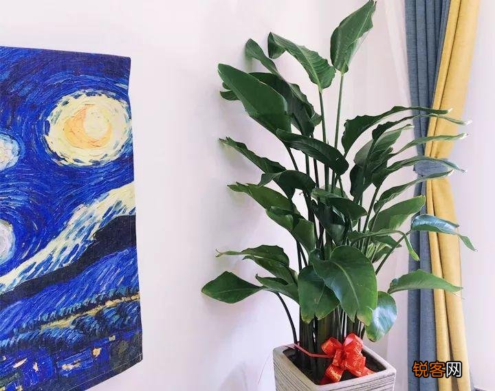 新房子养什么花吸甲醛 高端大气又好养