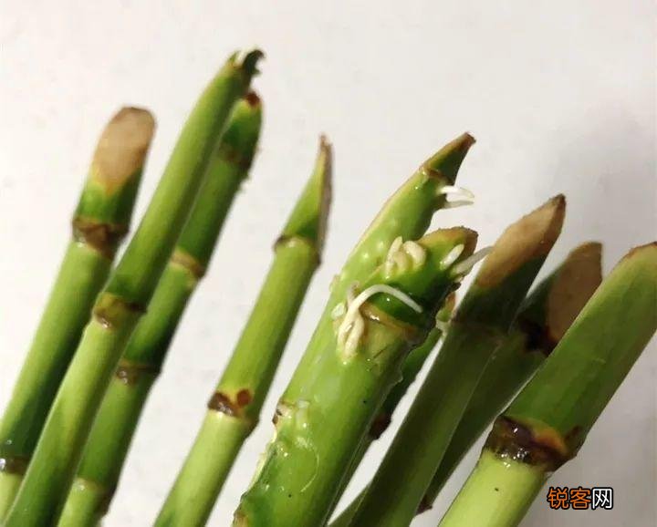 新房子养什么花吸甲醛 高端大气又好养