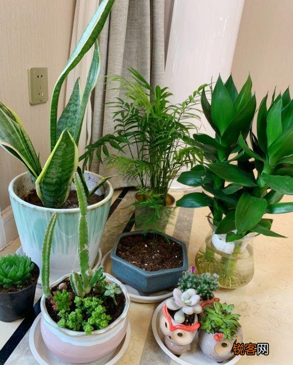 新房子养什么花吸甲醛 高端大气又好养