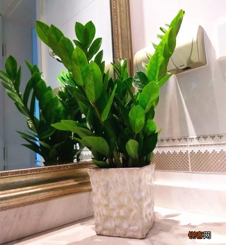 新房子养什么花吸甲醛 高端大气又好养