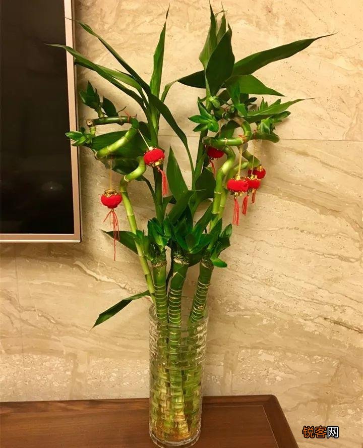 新房子养什么花吸甲醛 高端大气又好养