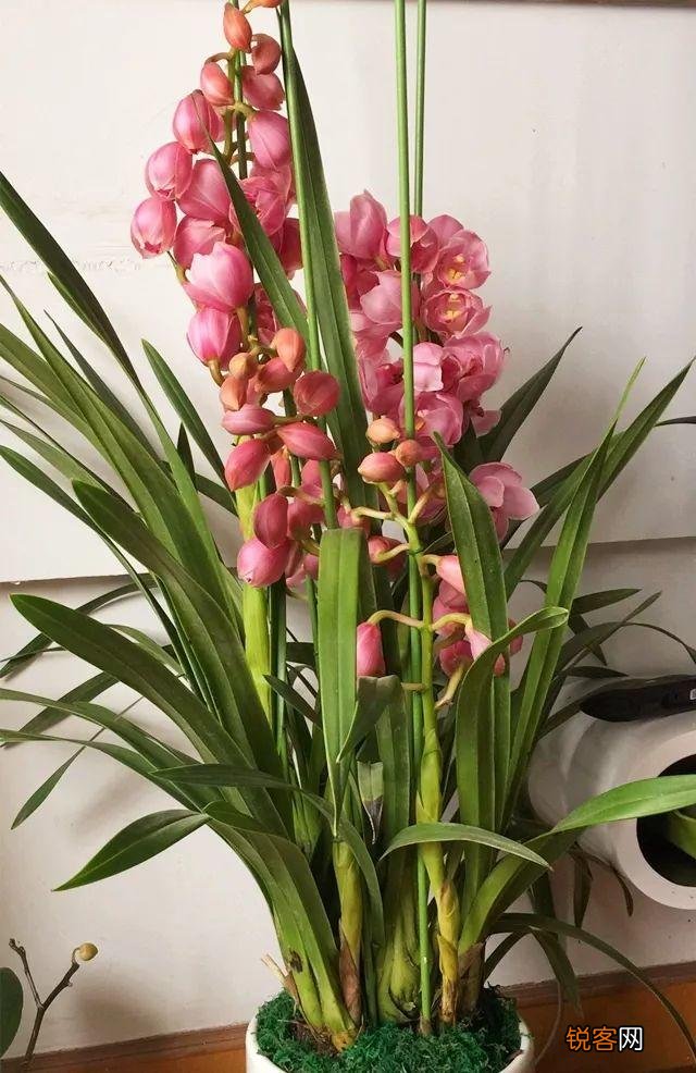 新房子养什么花吸甲醛 高端大气又好养