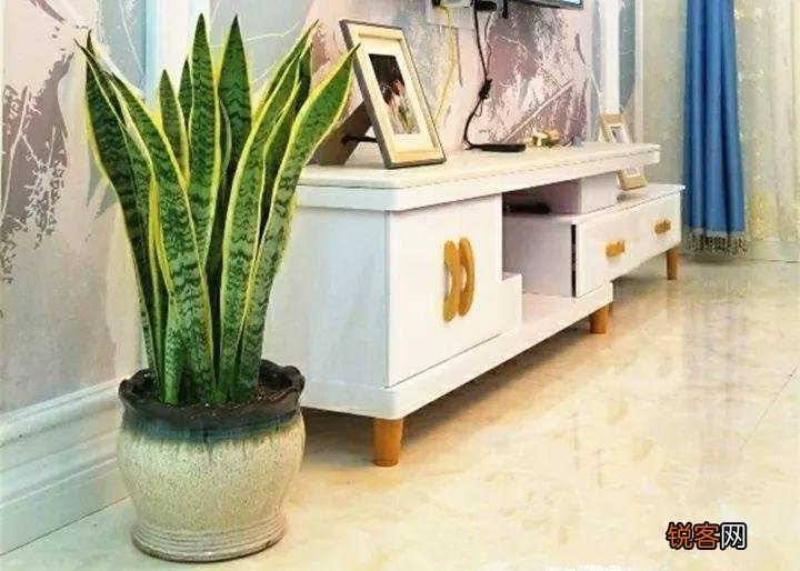 新房子养什么花吸甲醛 高端大气又好养