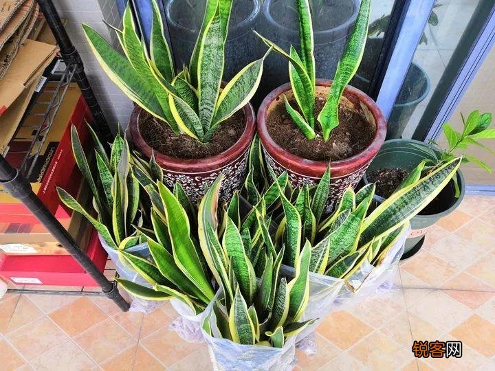 新房子养什么花吸甲醛 高端大气又好养