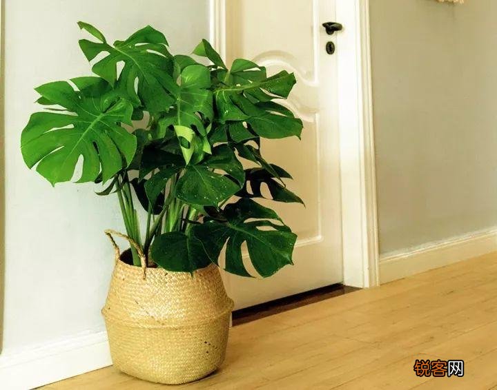新房子养什么花吸甲醛 高端大气又好养